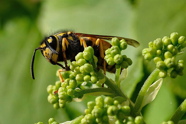 Deutschen Wespe - vespula germanica - Makrowilli_large