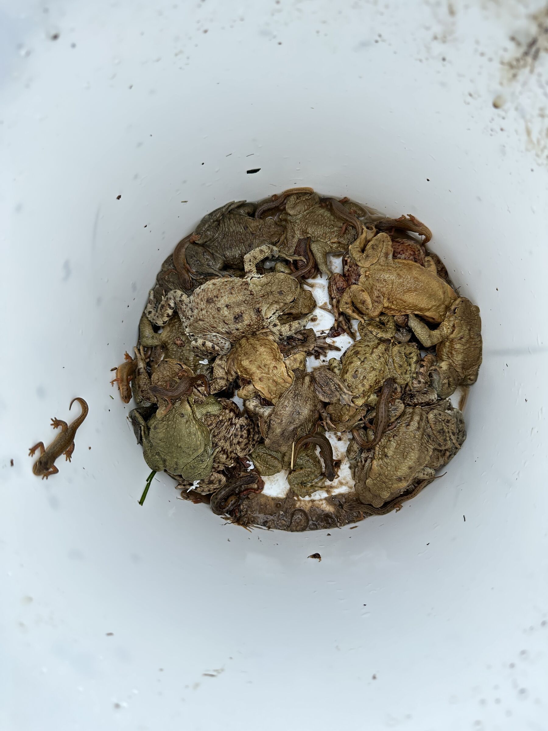 Rettungsboot für Erdkröten und Teichmolche