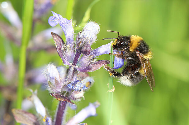 Gartenhummel - ©Johannes Selmansberger