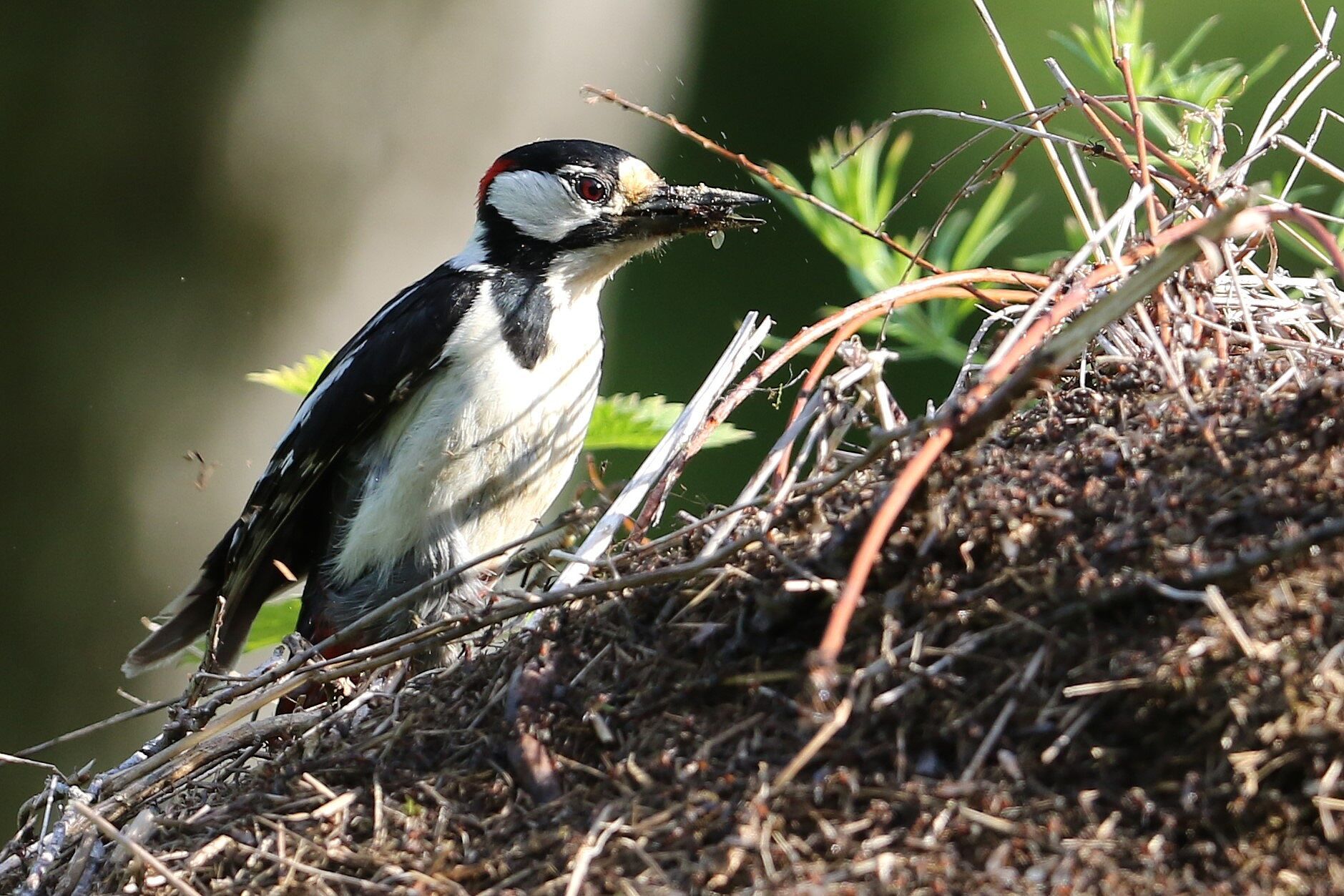 Bild: Kirsten Krebs, Buntspecht mit Waldameise