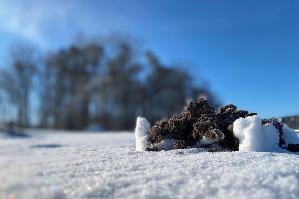 Maulwurfhügel im Schnee_Foto_Martina_Gehret