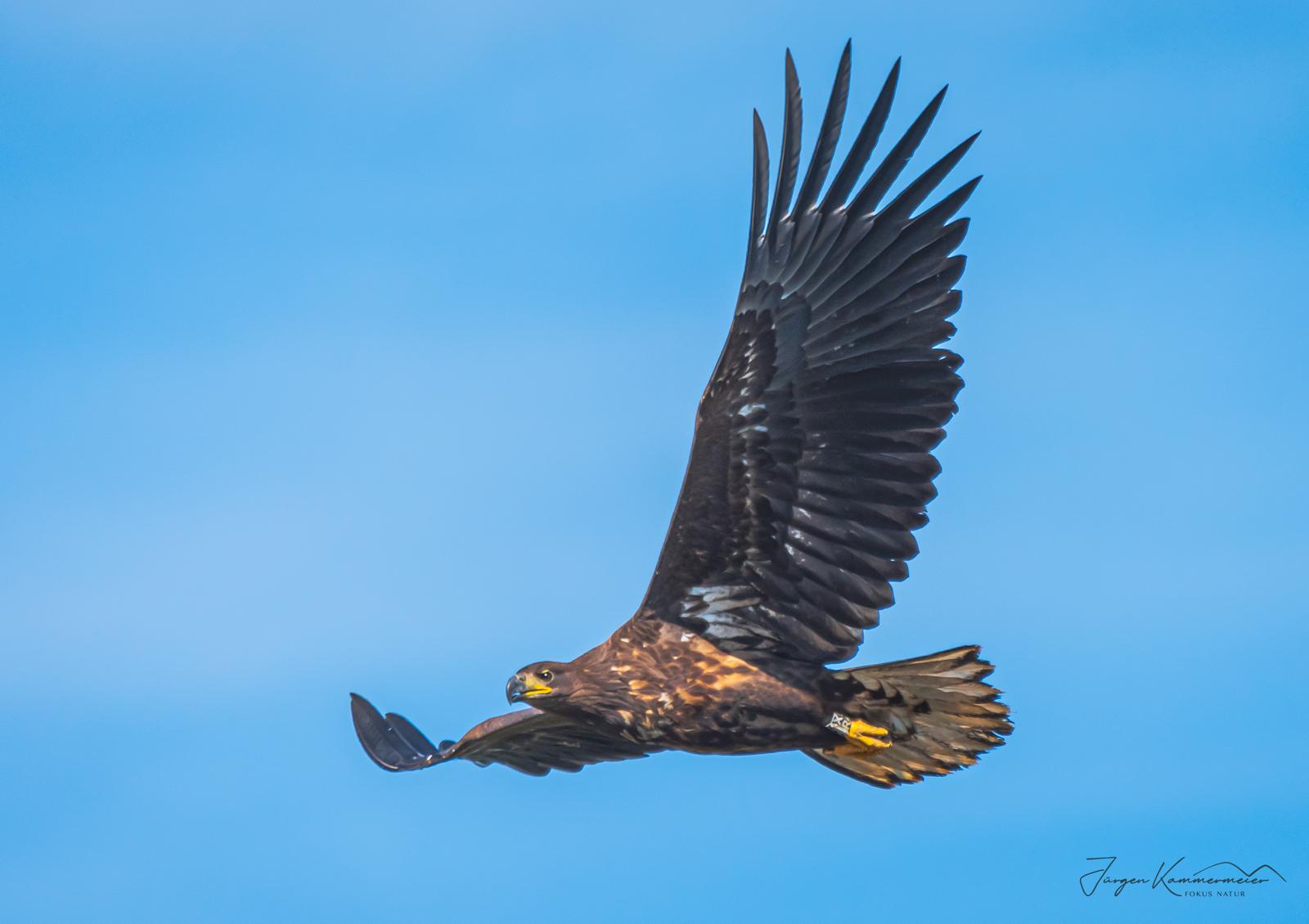 Seeadler im Charlottenhofer Weihergebiet, Foto: Jürgen Kammermeier