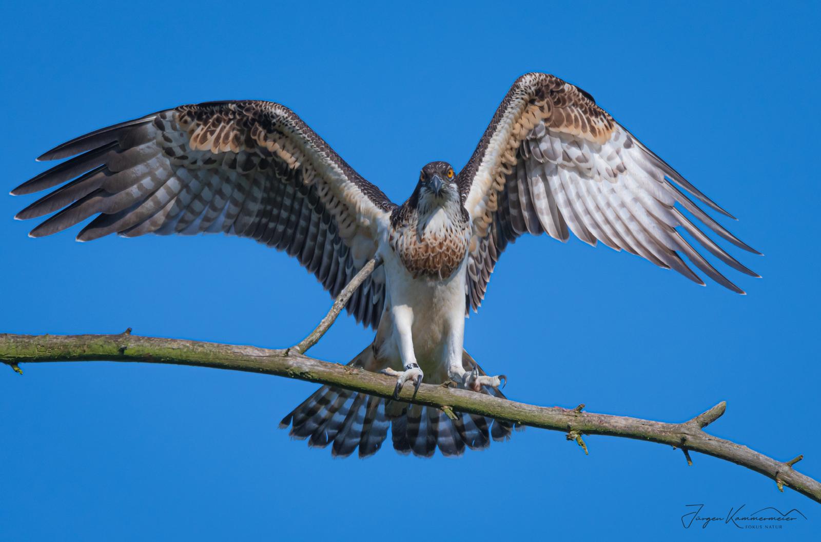 Fischadler im Charlottenhofer Weihergebiet, Foto: Jürgen Kammermeier