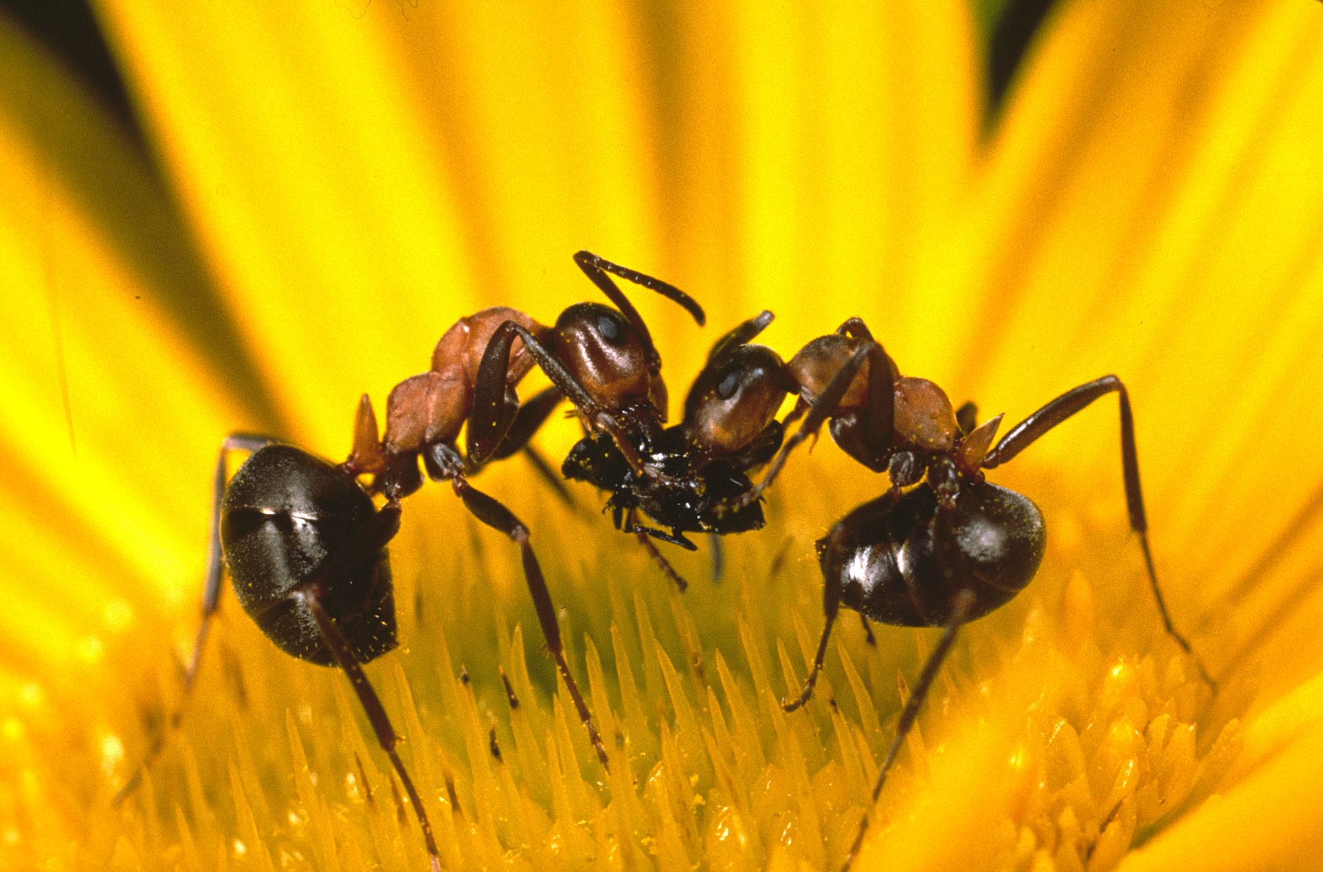 Kahlrückige Waldameisen - Wolfgang Willner.tif
