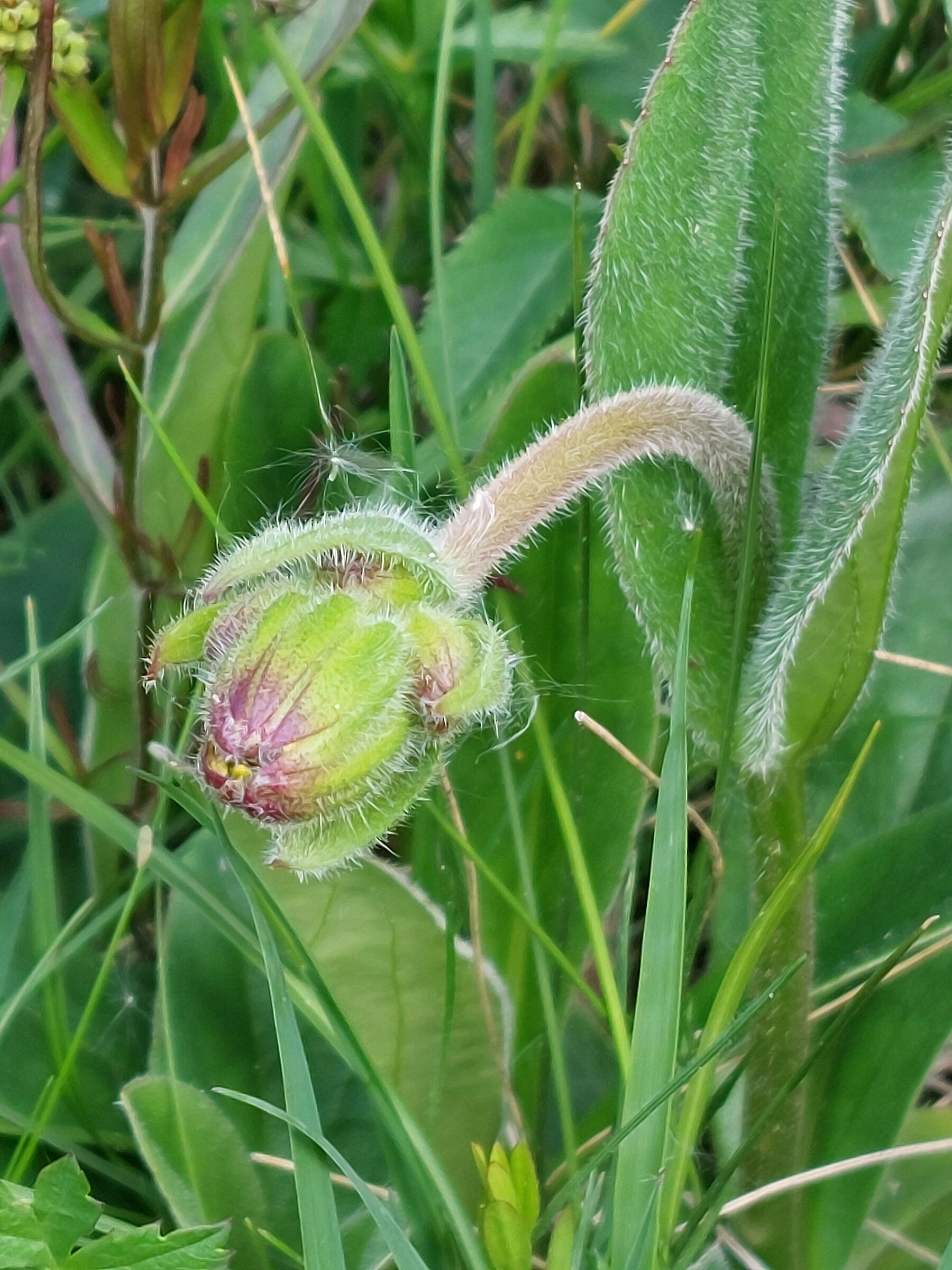 Knospe der Arnika Foto Christiane Pracht