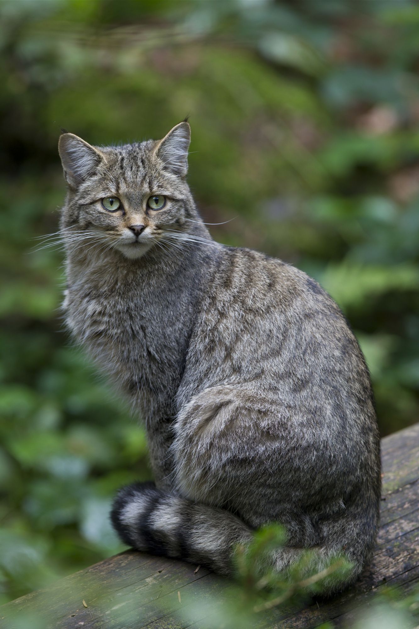 Wildkatze_Marcus-Bosch_21.jpg Wildkatze_Marcus-Bosch_21.jpg