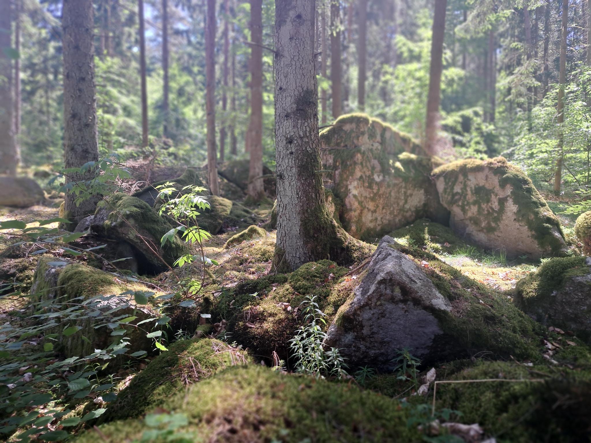 Naturwald am Schwarzer Berg Foto: Isabella Weingärtner