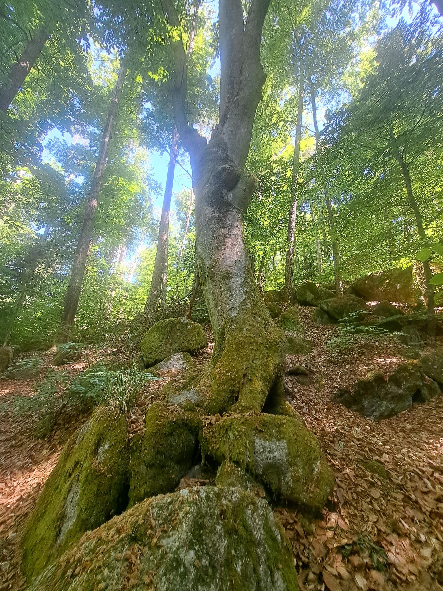 Naturwald am Schwarzer Berg Foto: Isabella Weingärtner