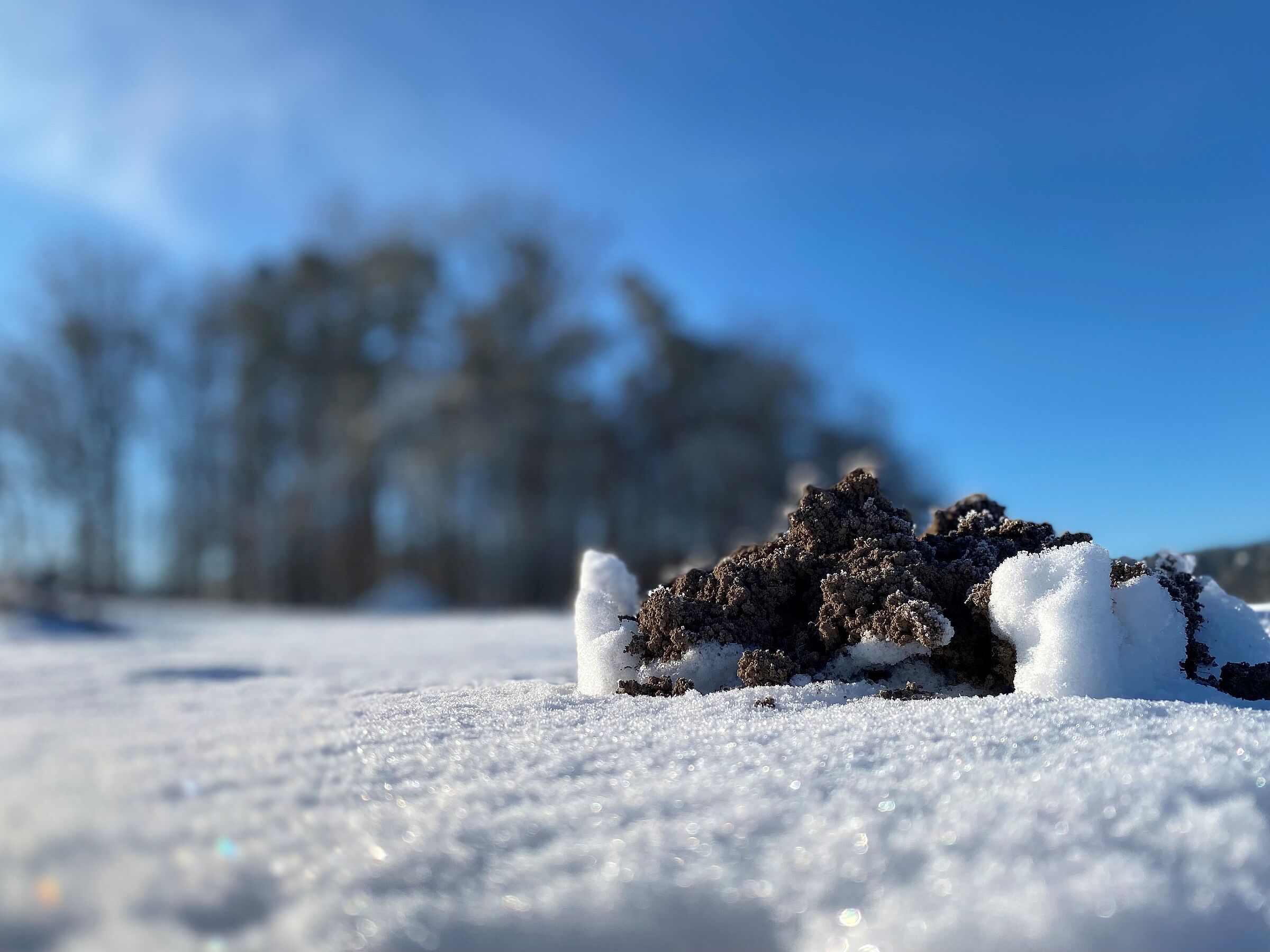 Maulwurfhügel im Schnee_Foto_Martina_Gehret